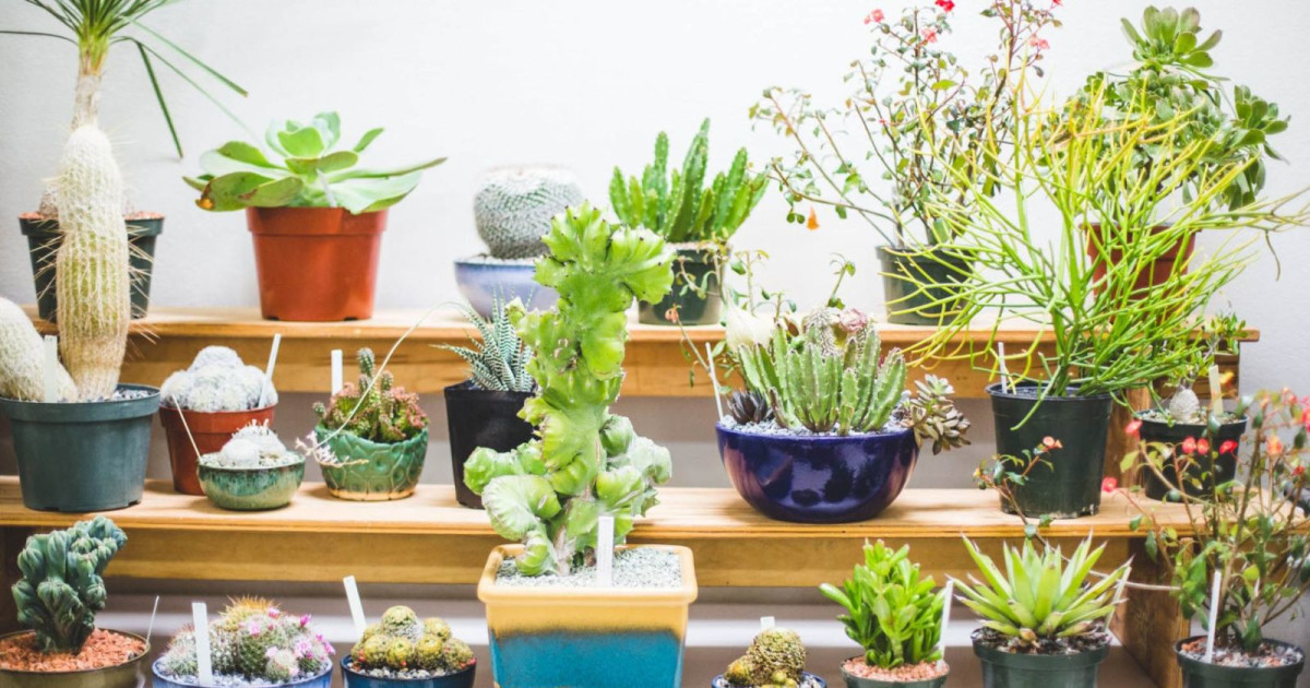 San Antonio Cactus & Xerophyte Show & Sale in San Antonio at San