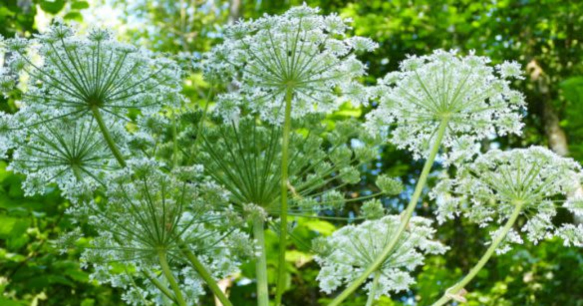 Invasive Plants: How to Spot Alien Invaders in Vancouver at