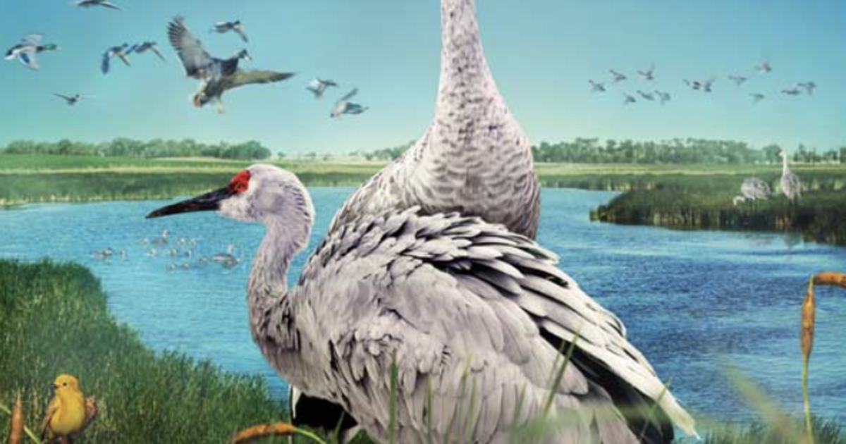 Films in the IMAX® Theatre Wings Over Water in Austin at Bullock