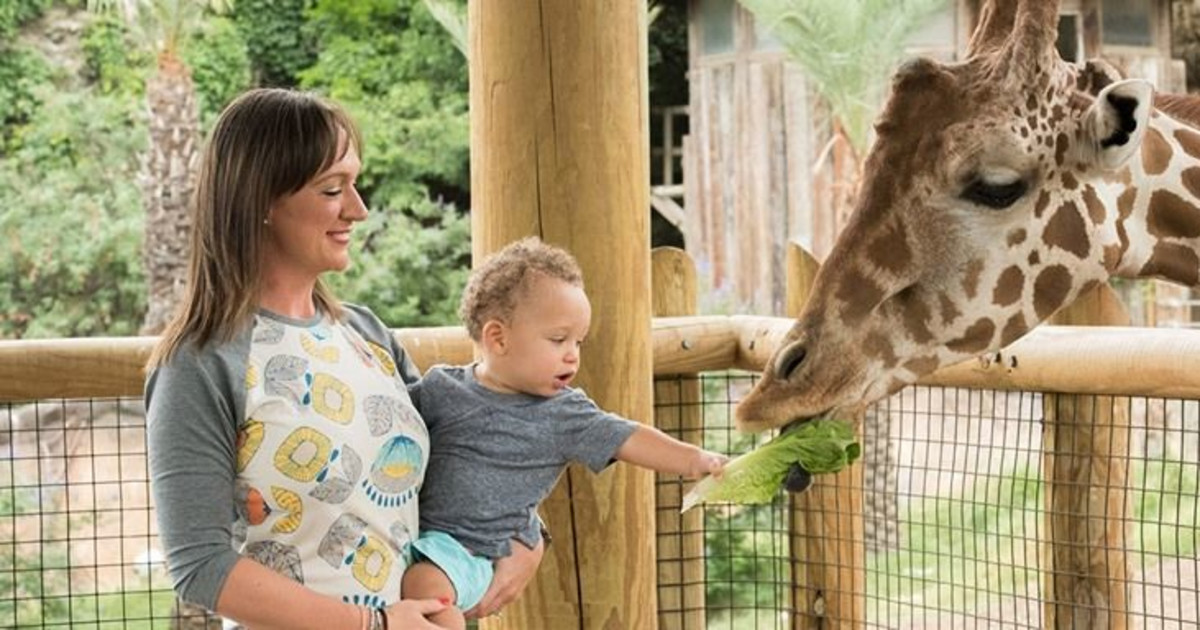 World Giraffe Day in San Antonio at San Antonio Zoo