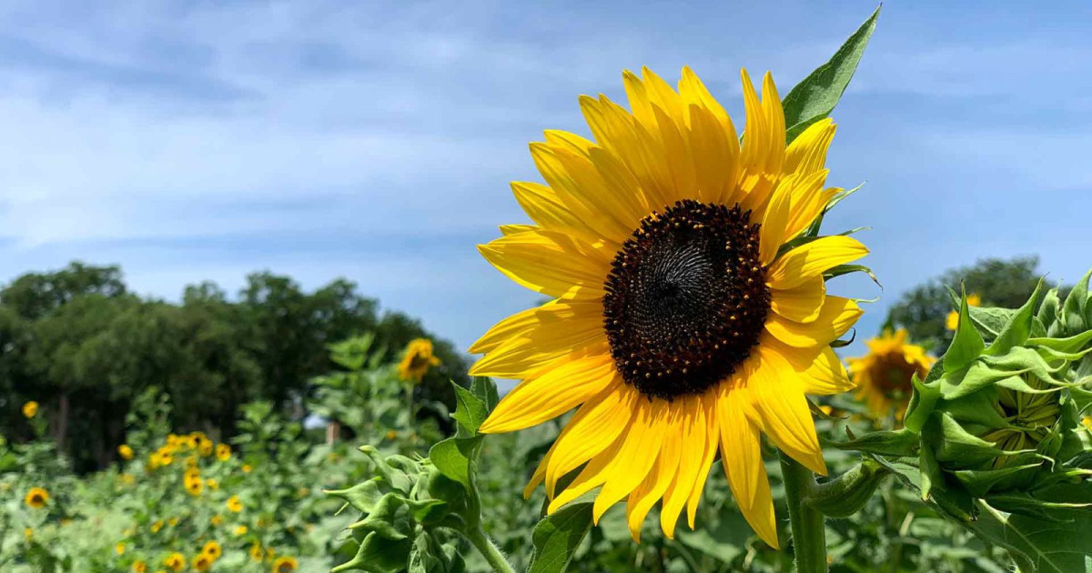 2022 Sunflower Festival in at Sweet Eats