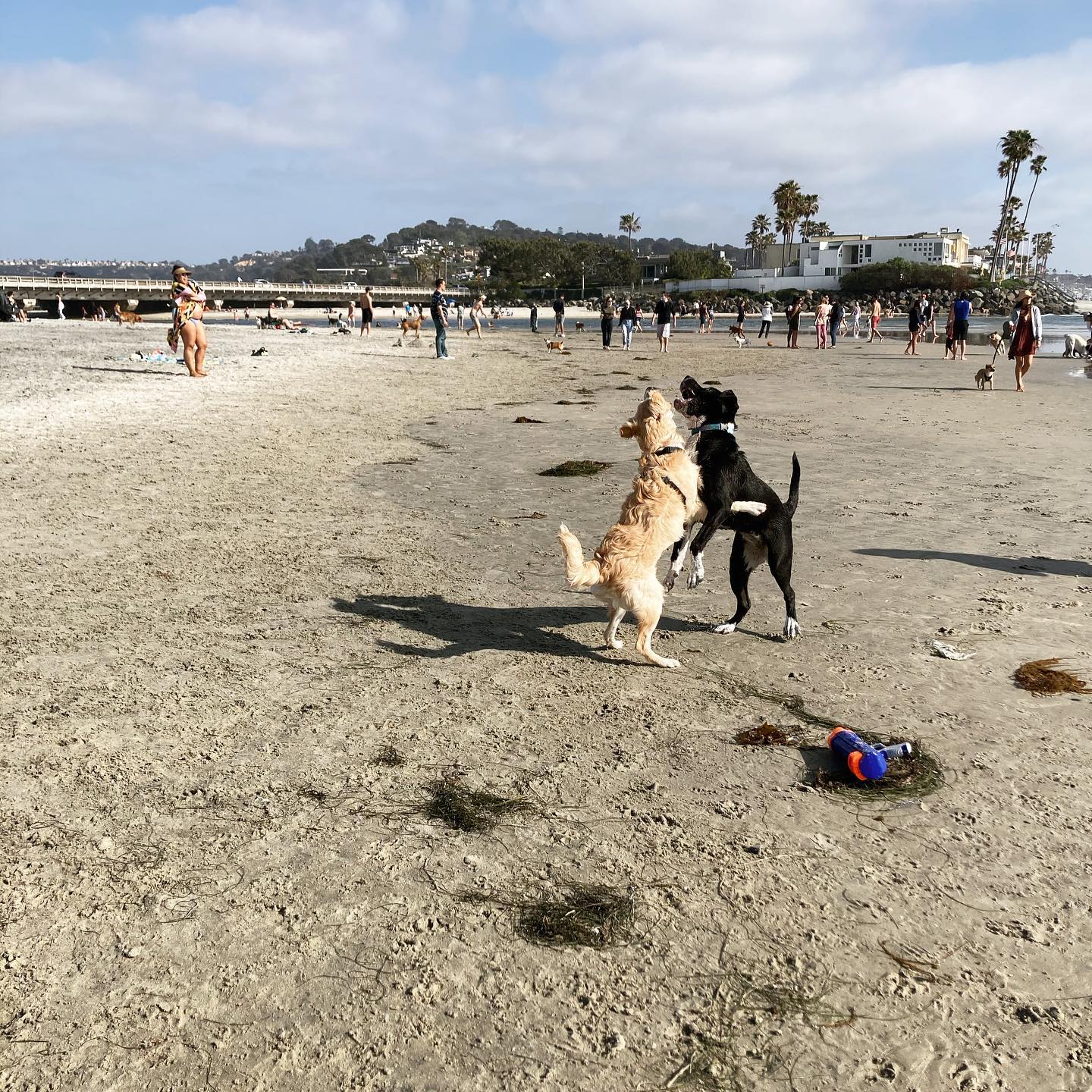 dog-friendly-san-diego-guide