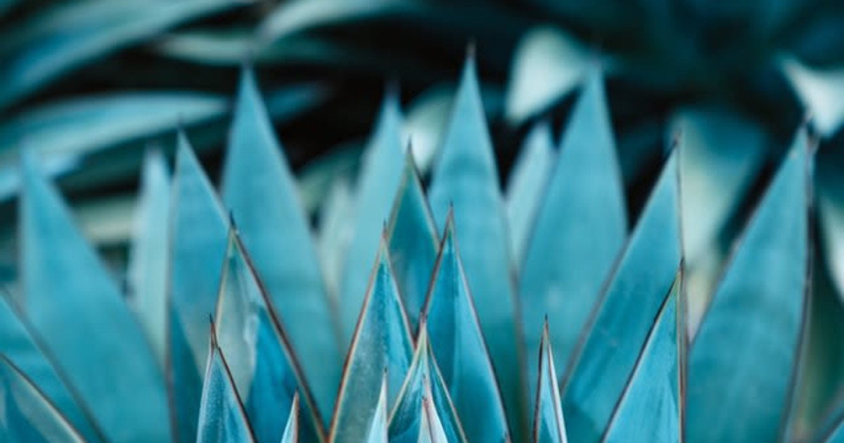 Meet & Greet With Lalo from LALO Tequila National Tequila Day Kick