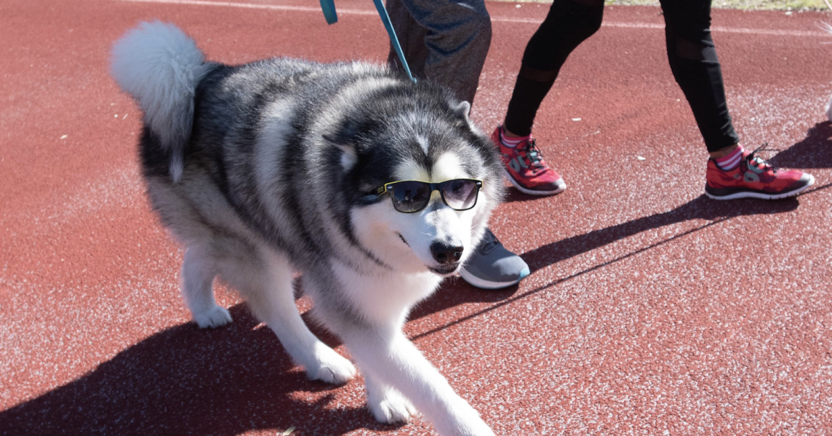 Mighty Texas Dog Walk 2022 in Austin at Camp Mabry