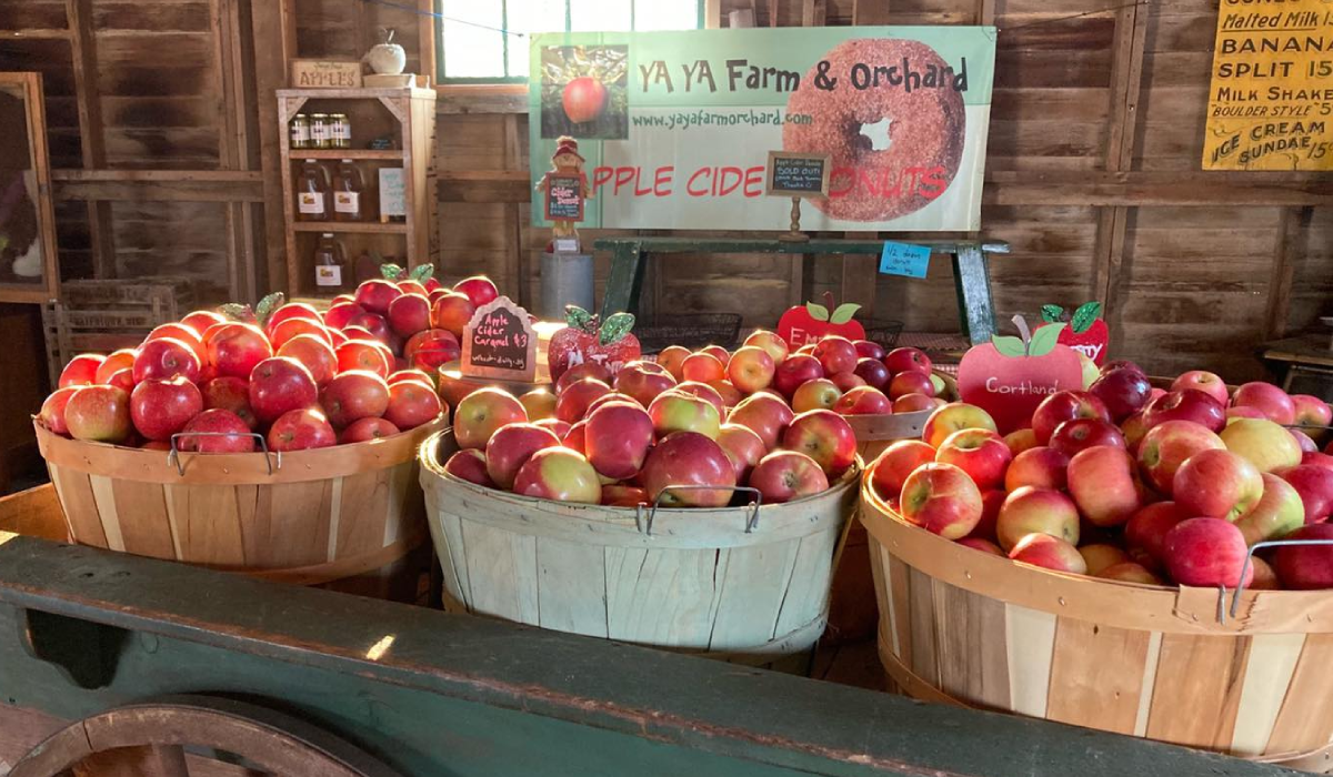 Where To Go Pumpkin & Apple Picking Near Denver