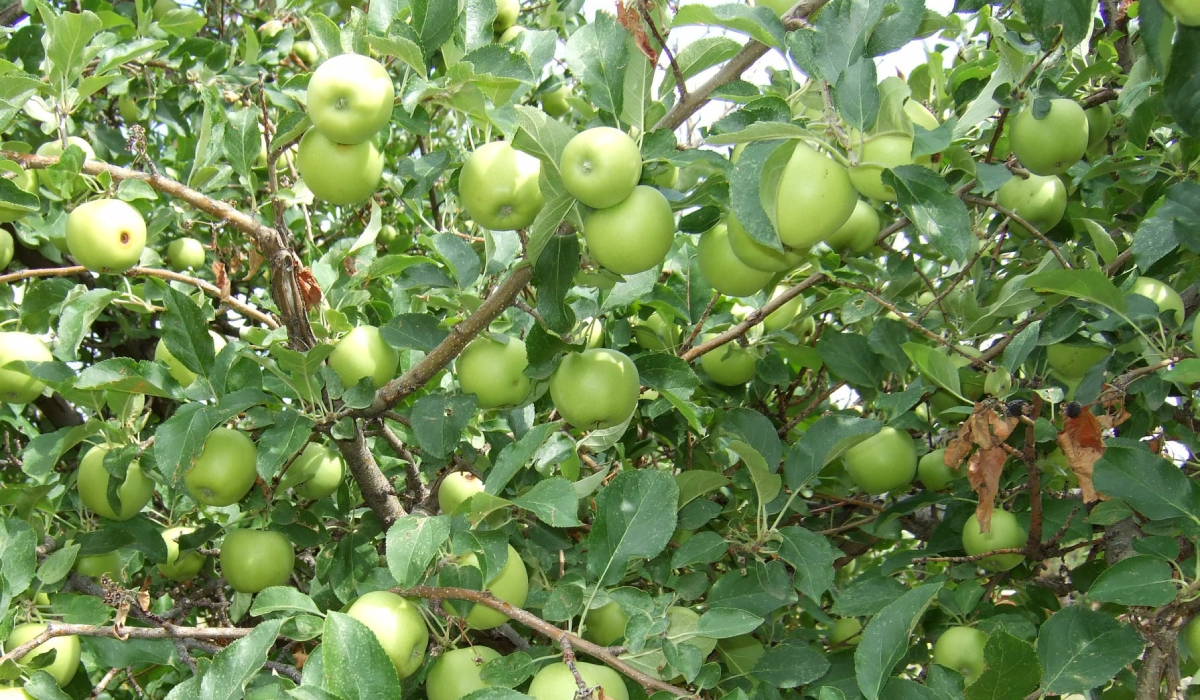 Where To Go Pumpkin & Apple Picking Near Denver