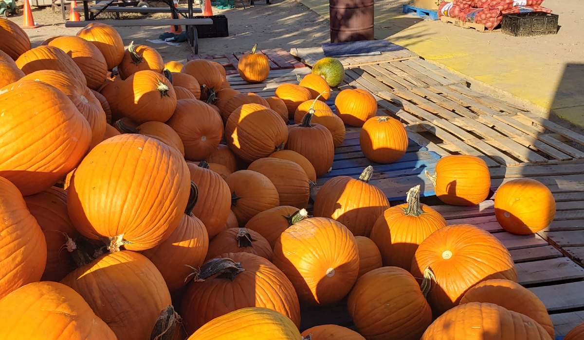 Where To Go Pumpkin & Apple Picking Near Denver