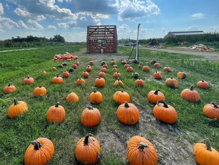 Where to Find Pumpkin Patches Around Austin