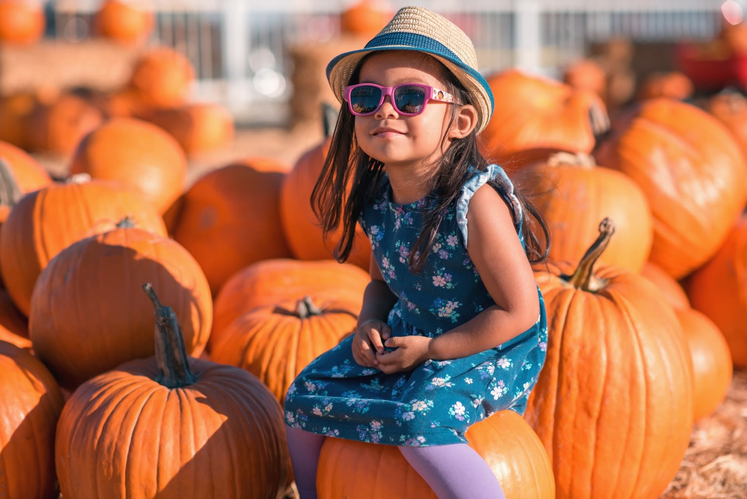 Where to Find Pumpkin Patches Around Austin