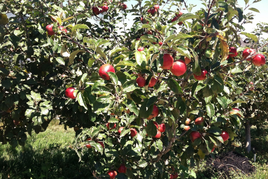 Where To Go Apple Picking in The Bay