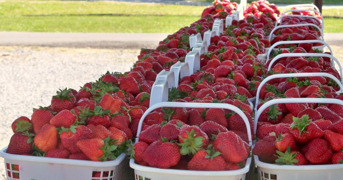Apple Cider Market in Portland at Bottom View Farm