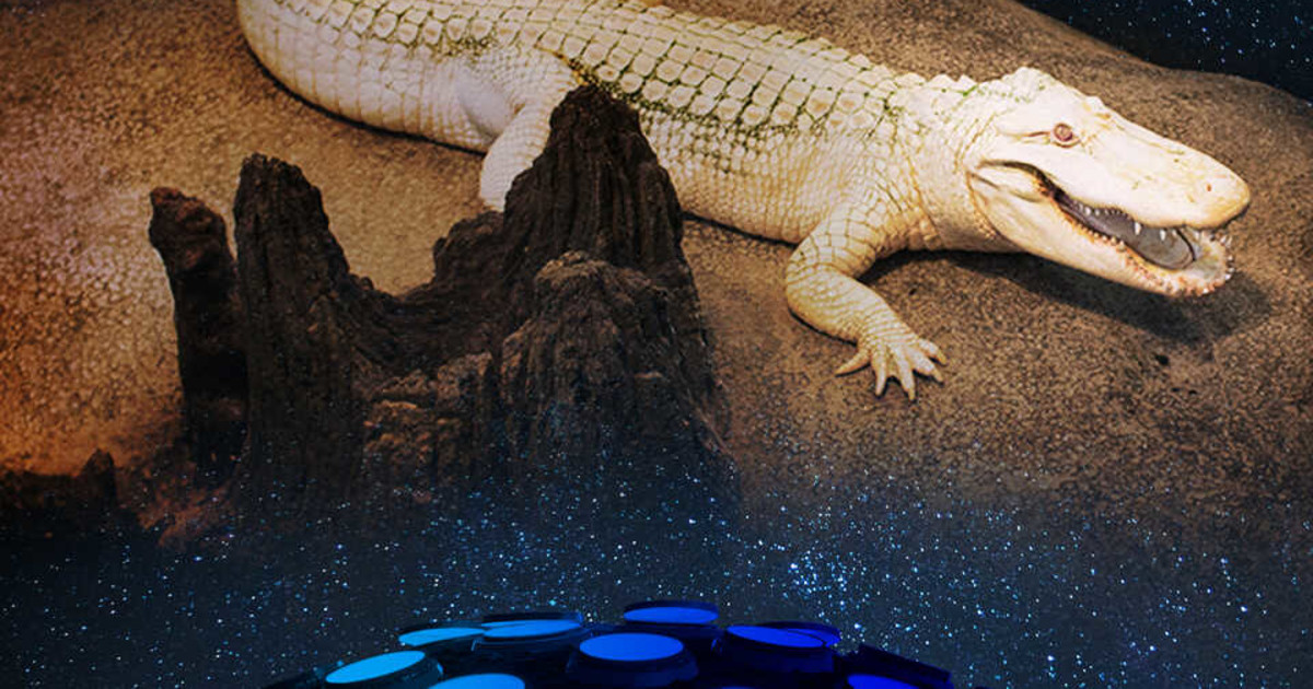 nightlife-in-san-francisco-at-california-academy-of-sciences