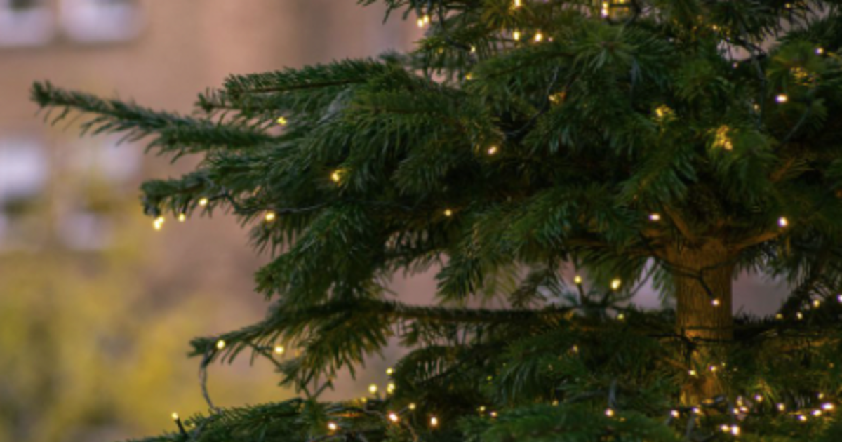 Holiday Tree Recycling in Austin at Zilker Park