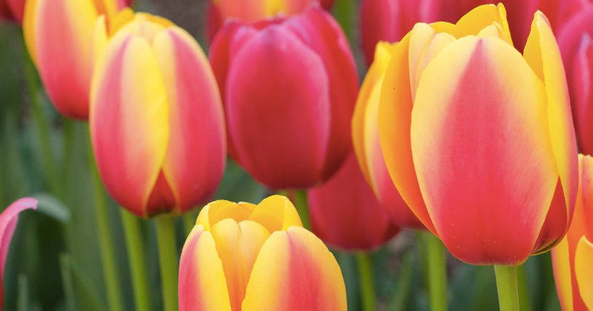 2023 Cheekwood in Bloom in Nashville at Cheekwood Estate