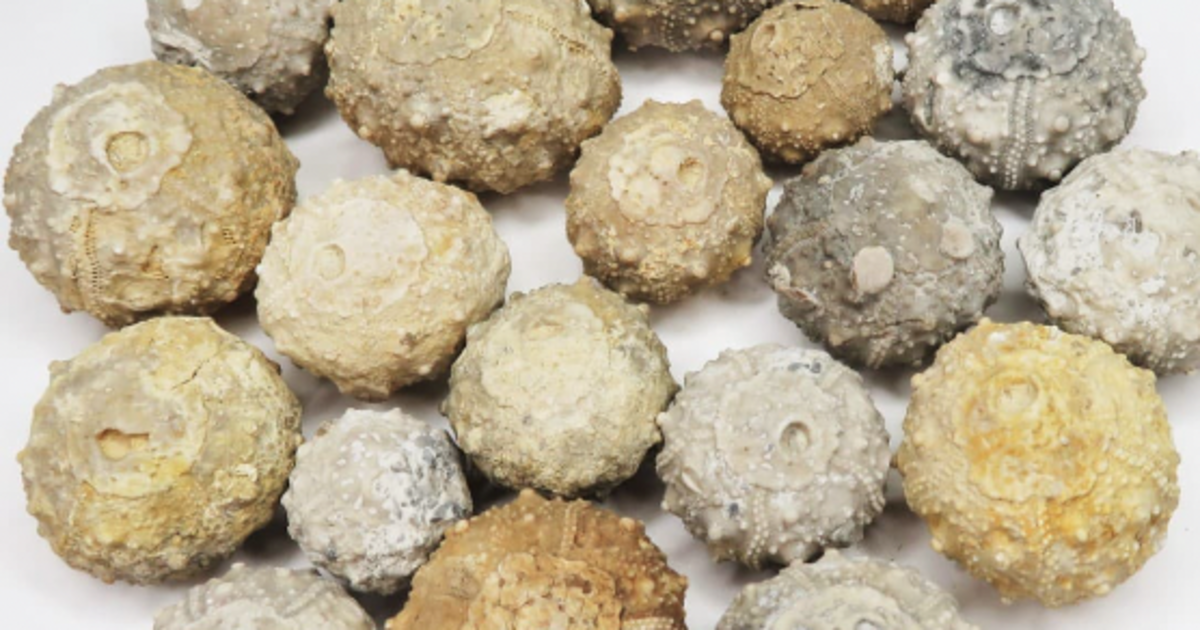 FINDING FOSSILS IN TEXAS WHAT, WHERE, AND WHEN! in Austin at