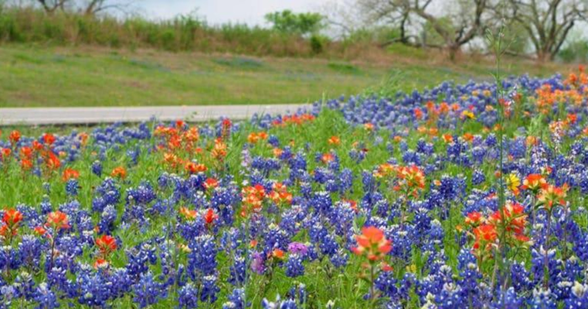 Mother's Day Plant Walk in San Antonio at Government Canyon State
