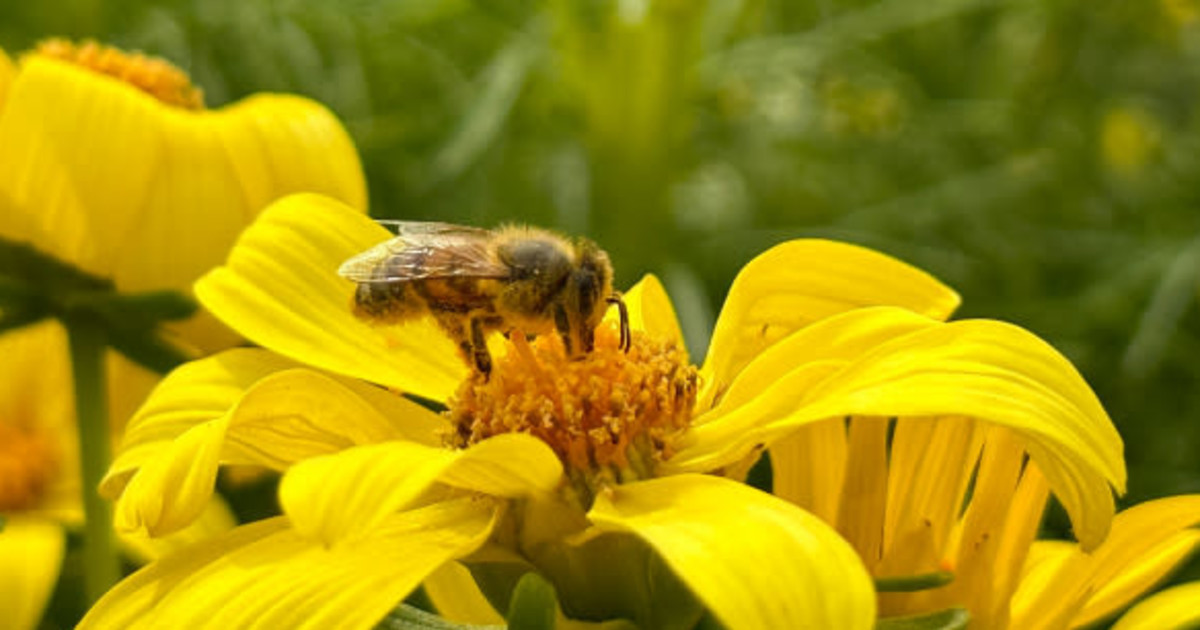 Be the Bee Electric Pollinator in Los Angeles at Mar Vista Branch