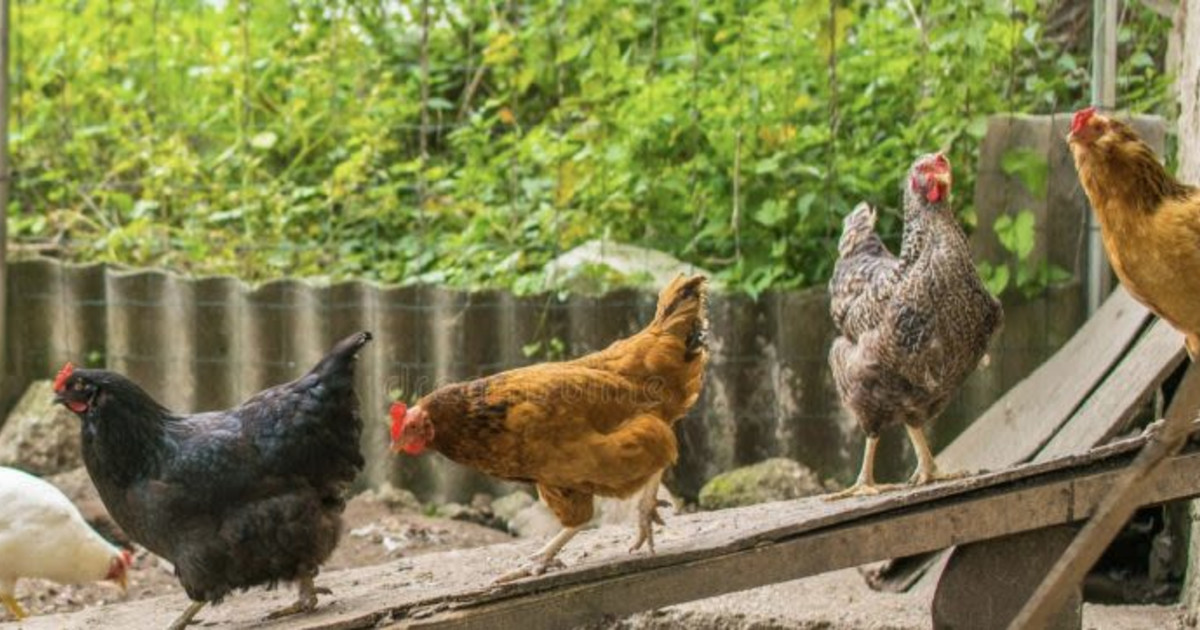 Curated visual reference: Visual Reference: Urban Farming How To Raise Chickens In Louisville At Blackacre