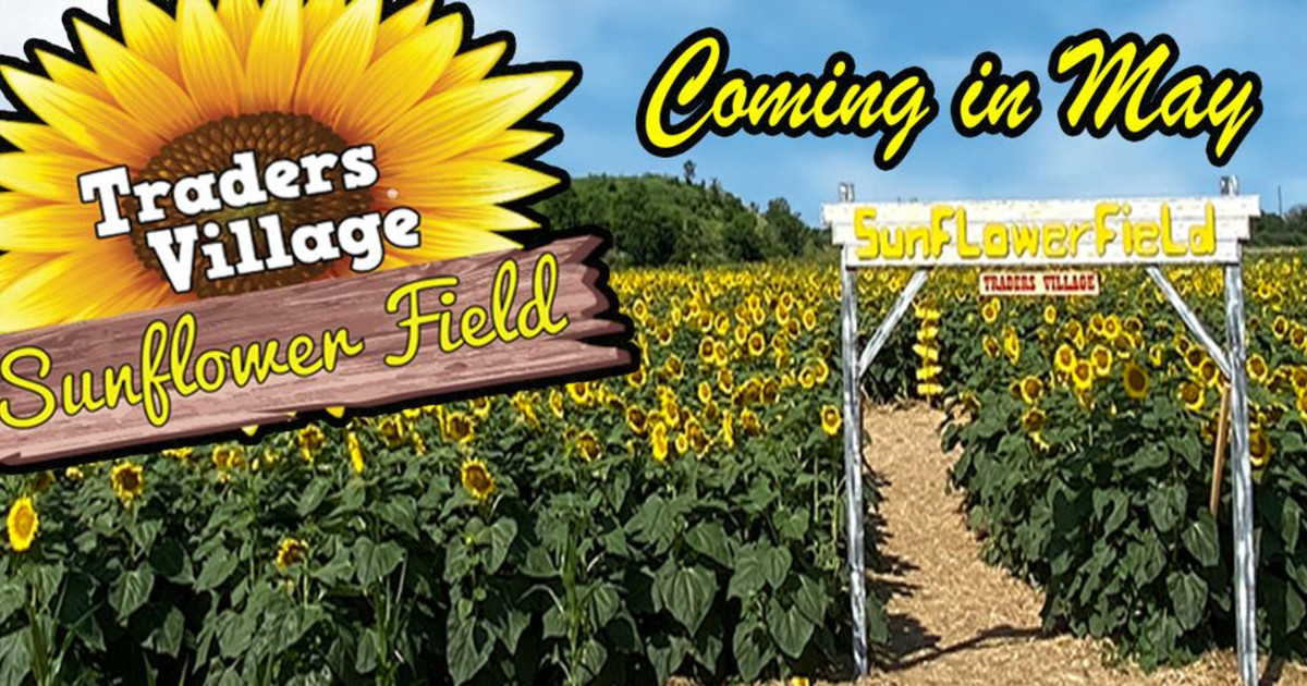 Sunflower Field in San Antonio at Traders Village