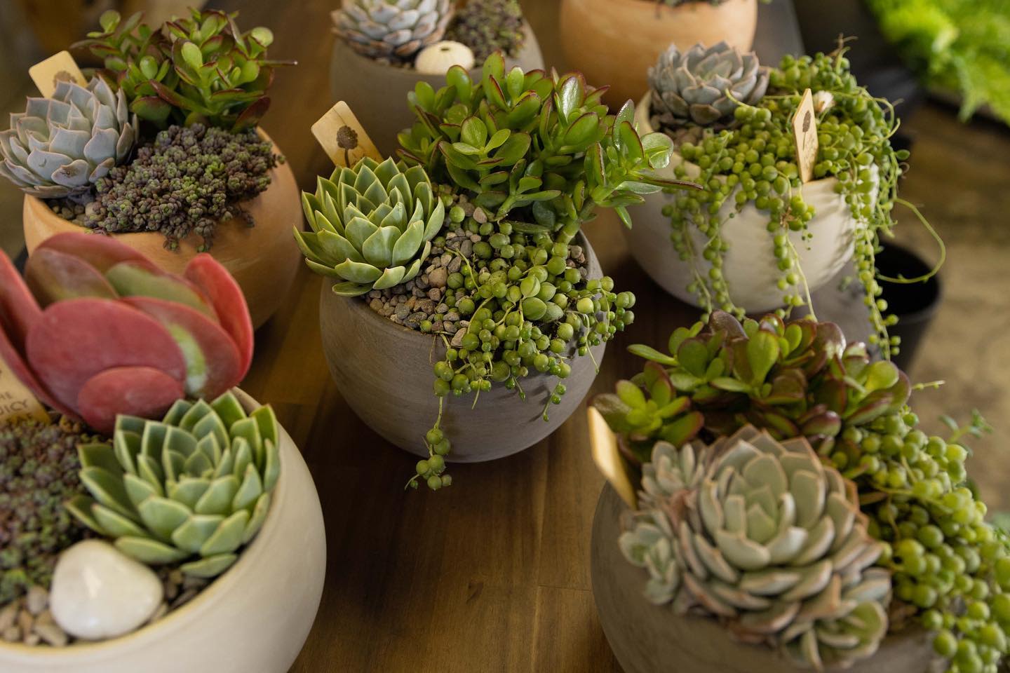 Best Plant Shops in LA