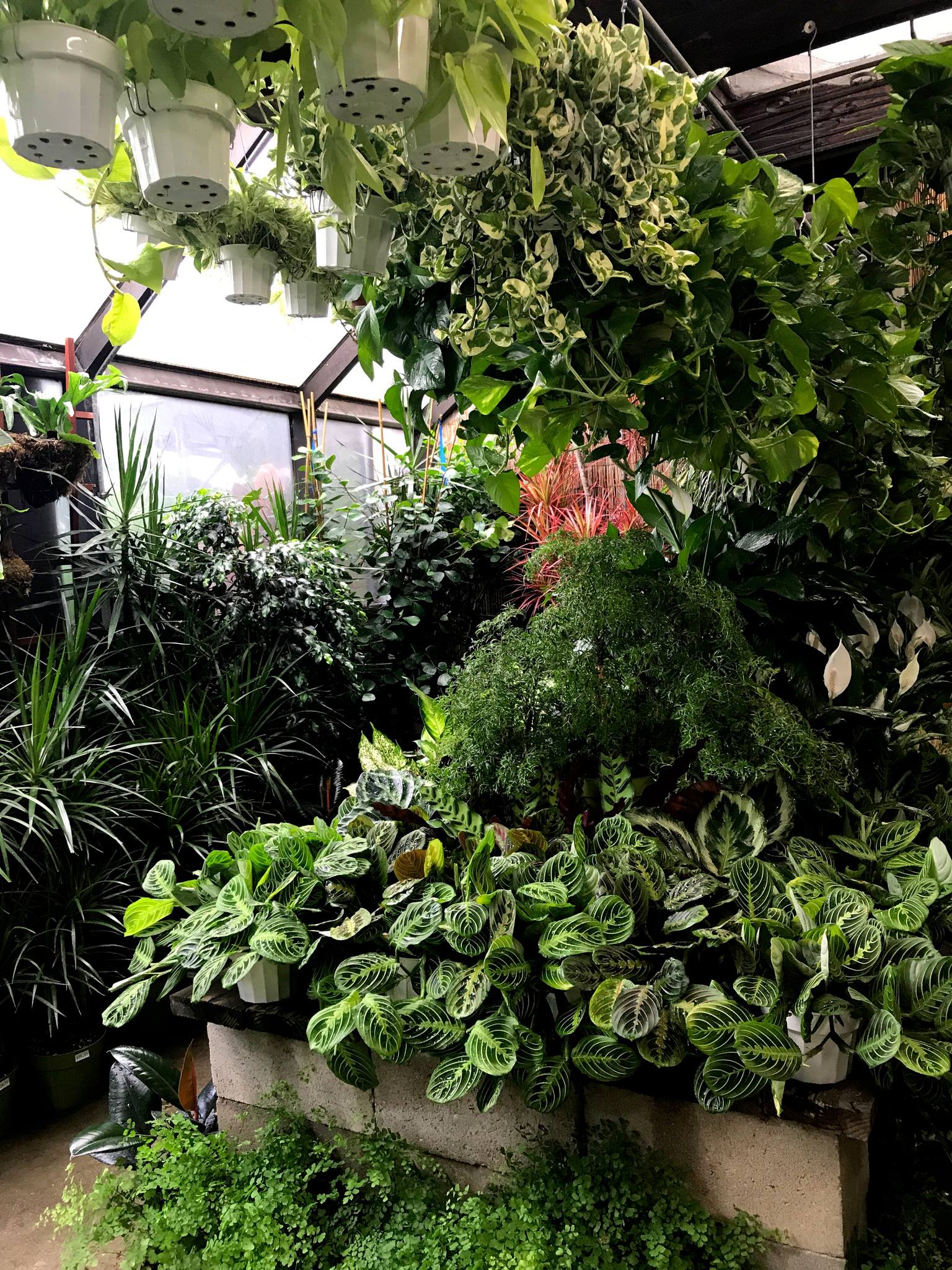 Best Plant Shops in LA