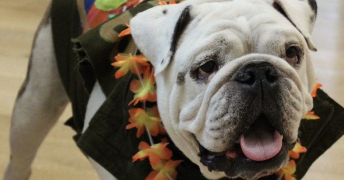 BarkHappy Austin Spring Doggy Fashion Show benefiting