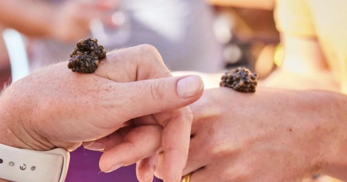 National Caviar Day Tiburon Caviar Crawl in Tiburon at Tiburon