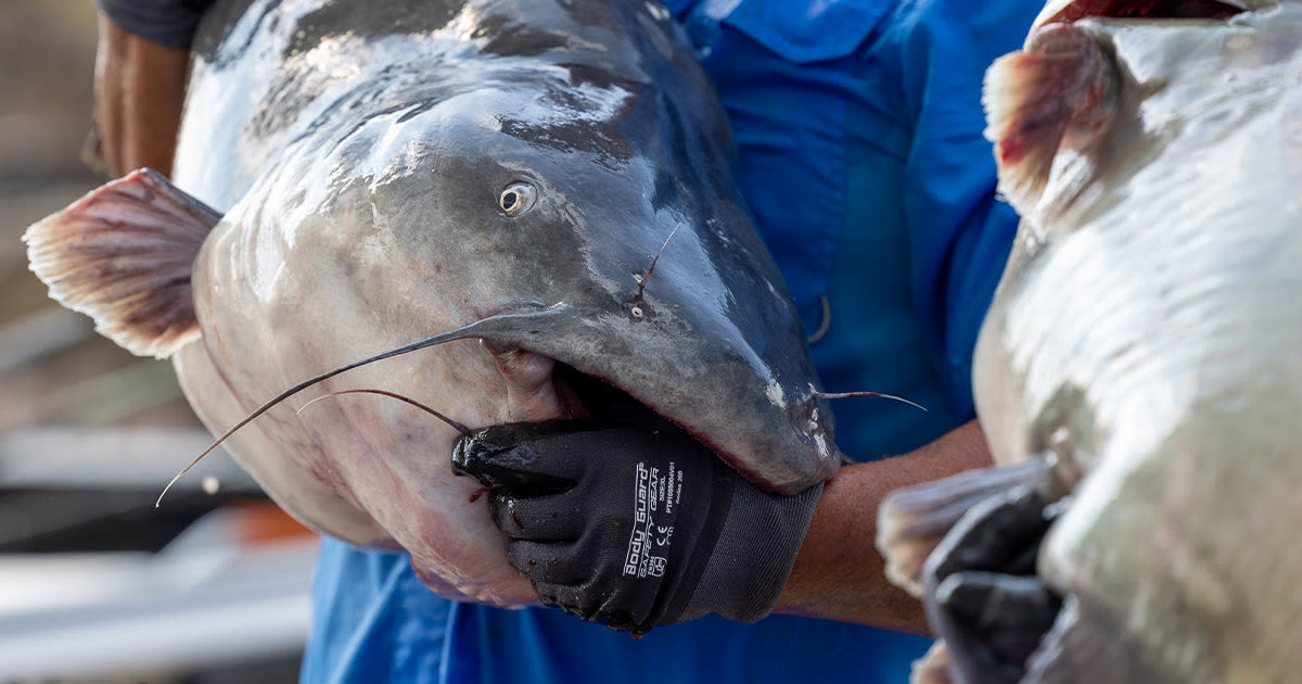 4th Annual Alton Catfish Classic in Alton at Riverfront