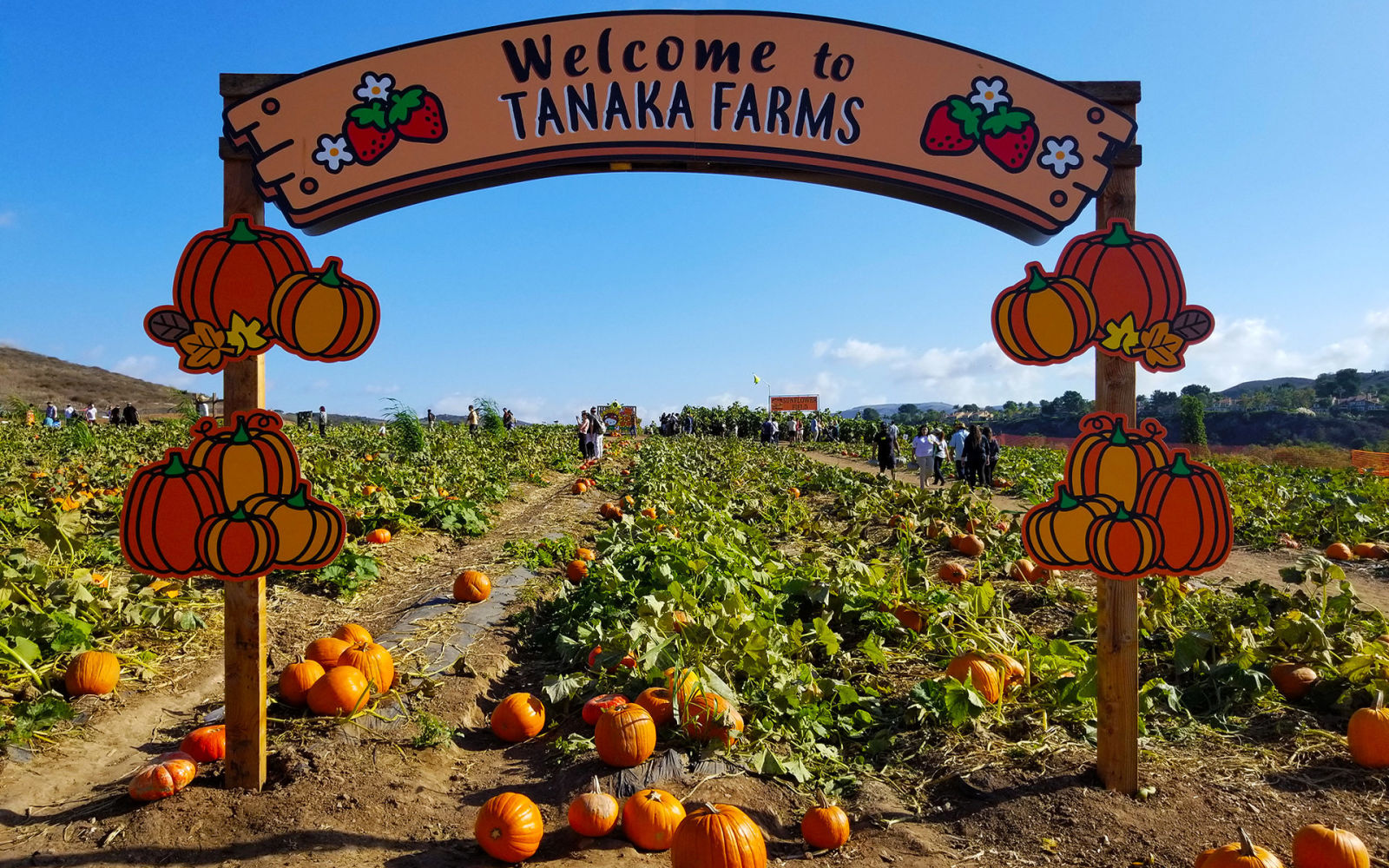 Guide To LA&rsquo;s Local Pumpkin Patches &amp; Hayrides