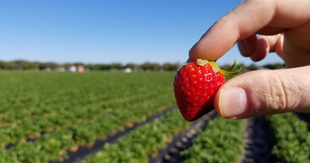 Strawberry Jubilee in Nashville at Nashville Farmers Market