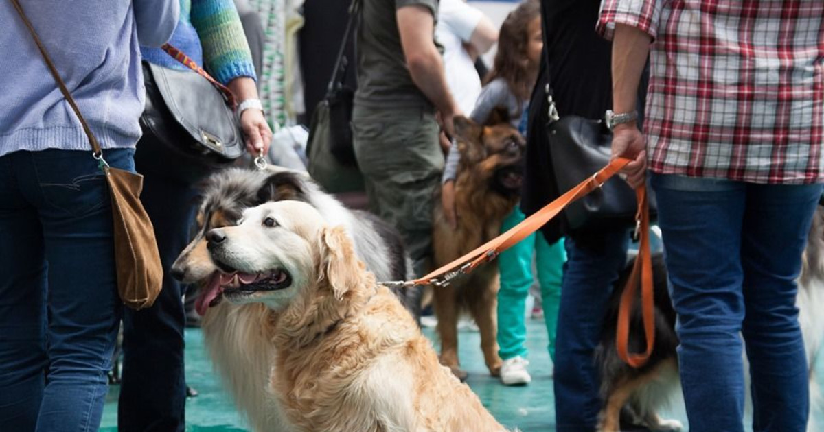 Dog Days at Weston Nurseries in Lowell at Lowell Humane Society