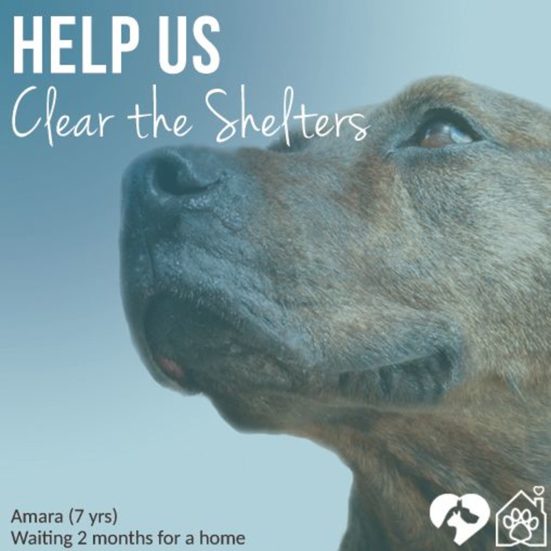 Clear The Shelter In Fishers At Humane Society For Hamilton