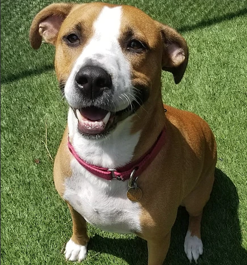 Adopt These Animals