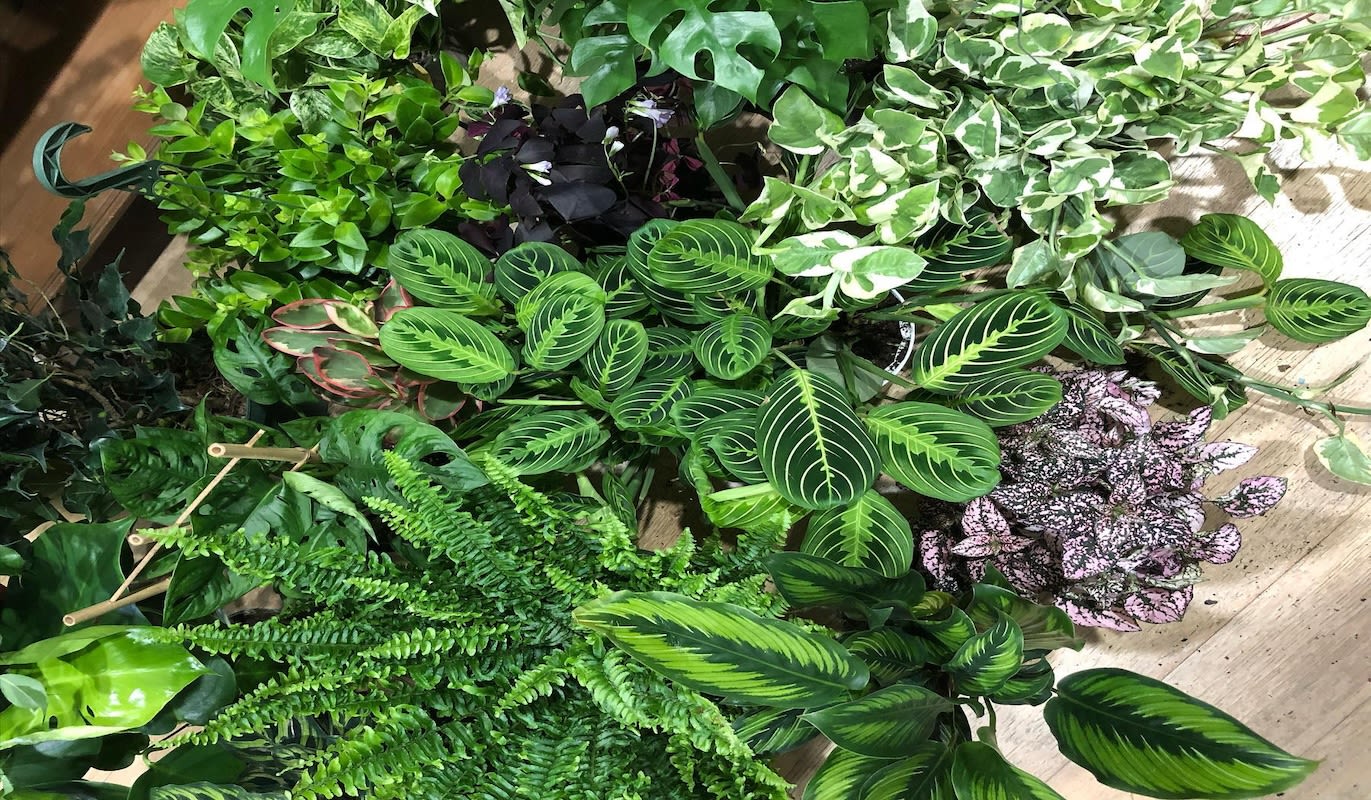 monstera albo borsigiana Monstera 'Albo Borsigiana Variegated'