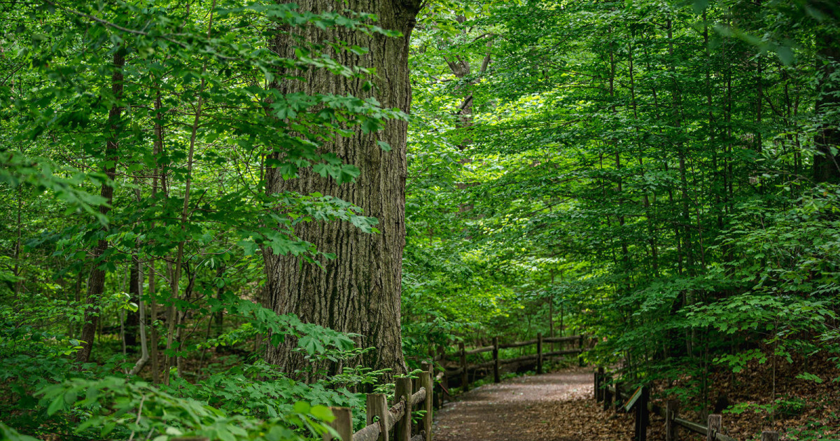 Forest Bathing » New York Botanical Garden in Bronx at New York