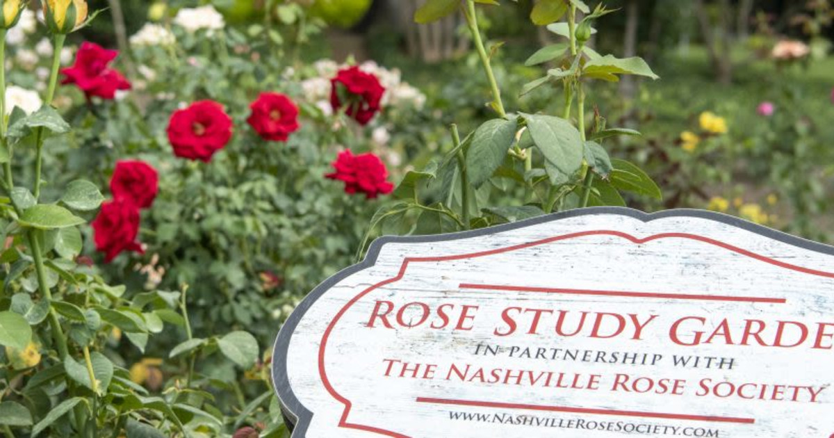 Pick Your Own Bouquet with the Nashville Rose Society in