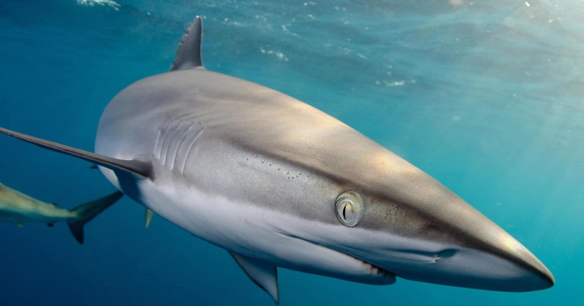 The Untold Story of Sharks Giveaway in Seattle at Benaroya Hall