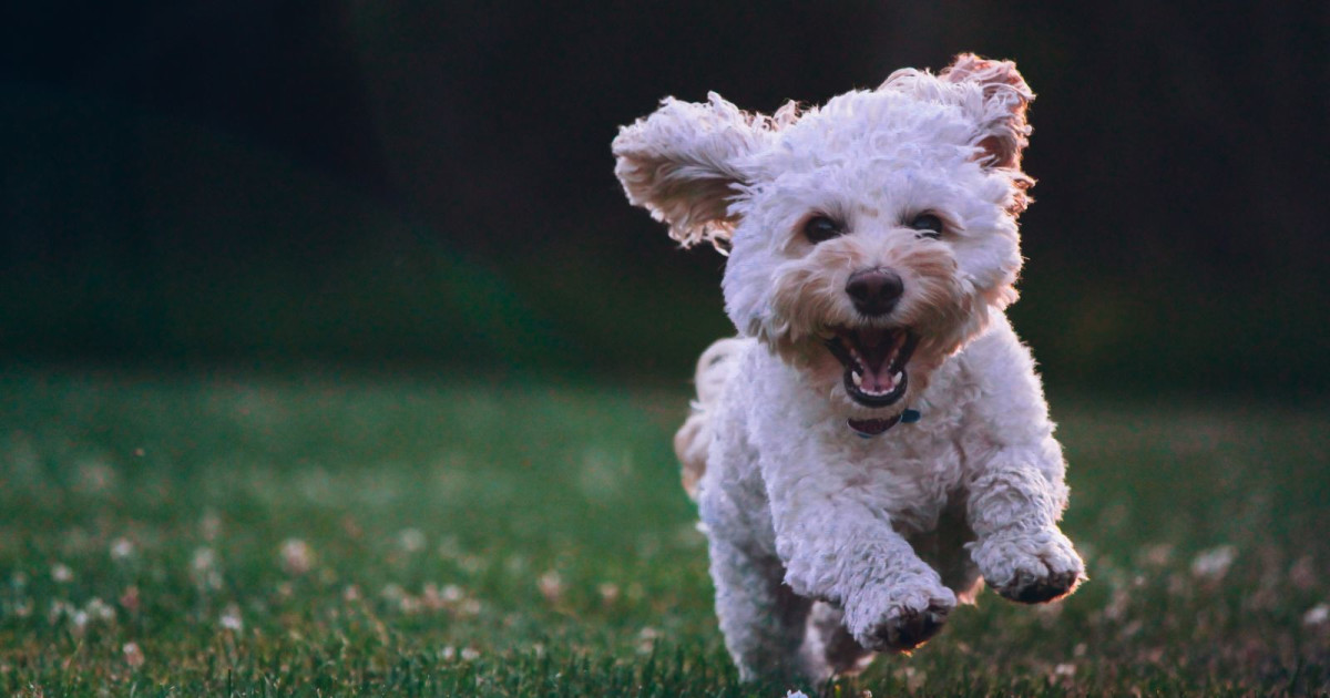 Dog Day 2019 in Nashville at Centennial Park