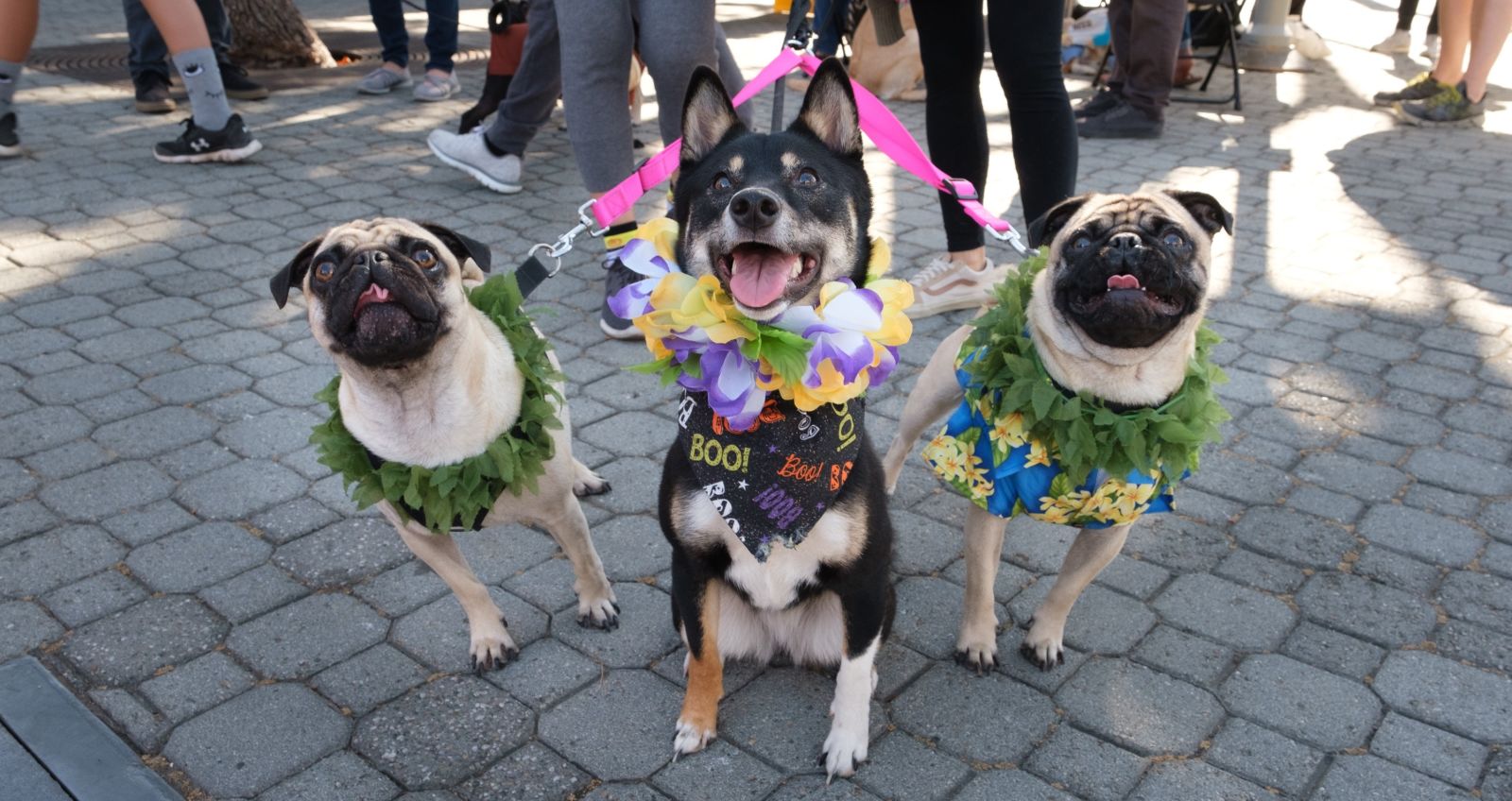 Dogfest Boo! Bark, Brews + Bites in Oakland at Jack London Square