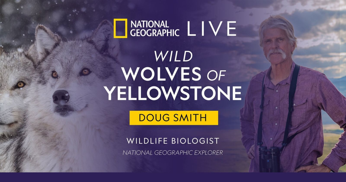 Geo Wild Animals National Geographic Live Stream Free Geographic