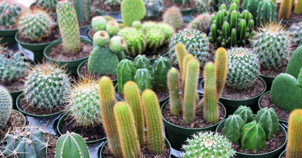 Cacti Care in Indianapolis at Newfields