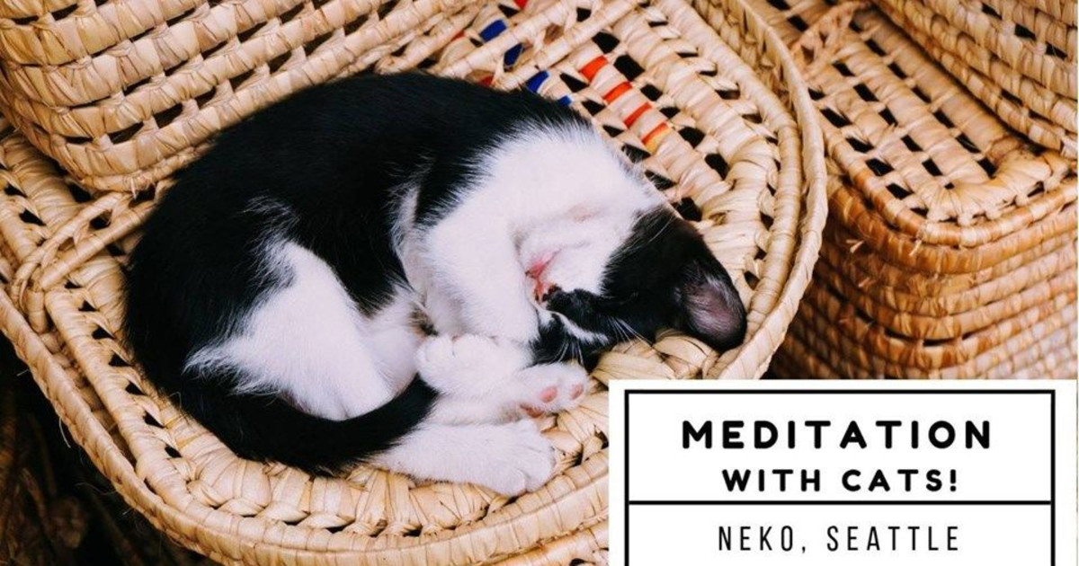 Meditation with Cats! in Seattle at NEKO A Cat Cafe