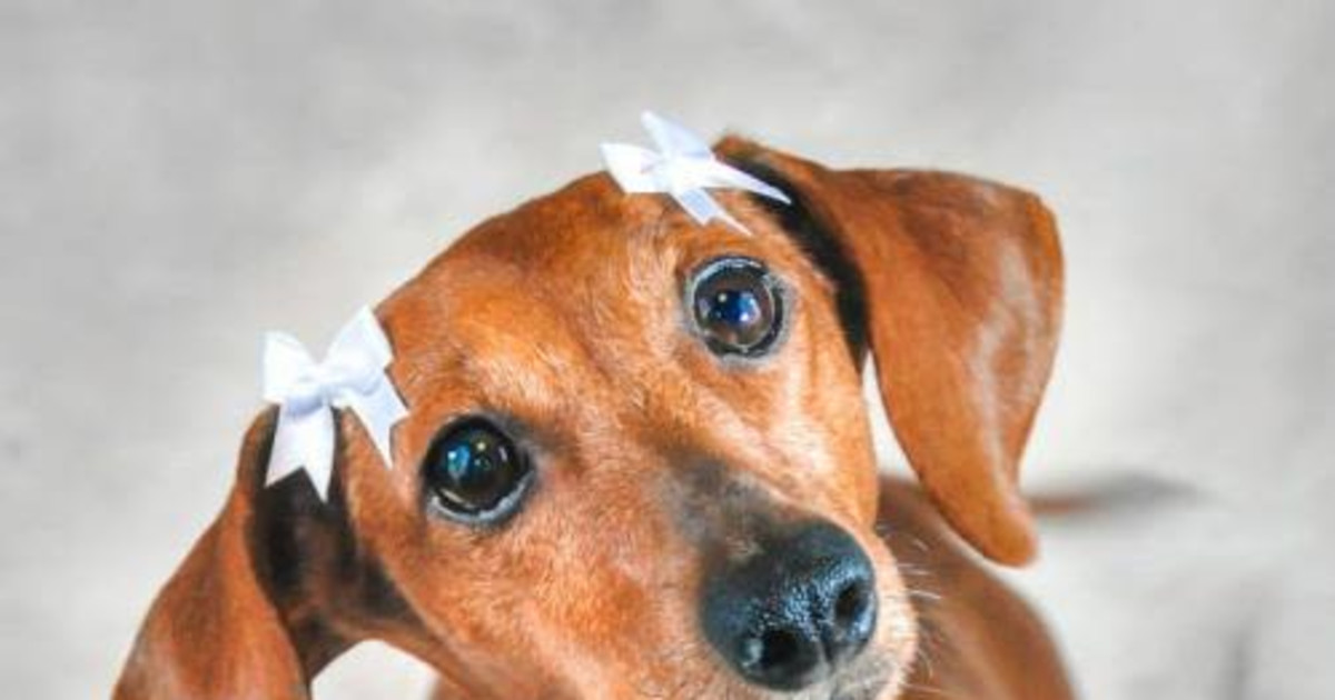 Meet & Greet: Diamond Dachshund Rescue in Austin at Tomlinson's