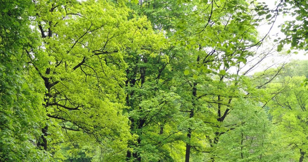 Franklin Fall Vintage Fest in Franklin at Franklin Park