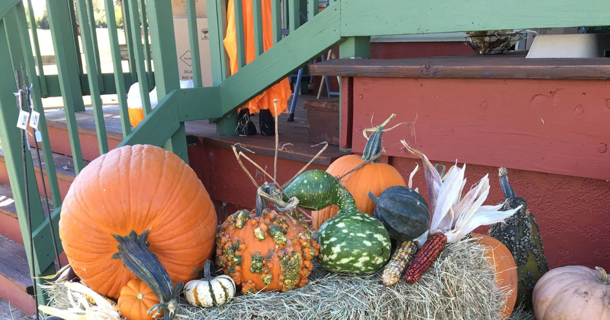 Pumpkin Fun in Elgin at Elgin Christmas Tree Farm