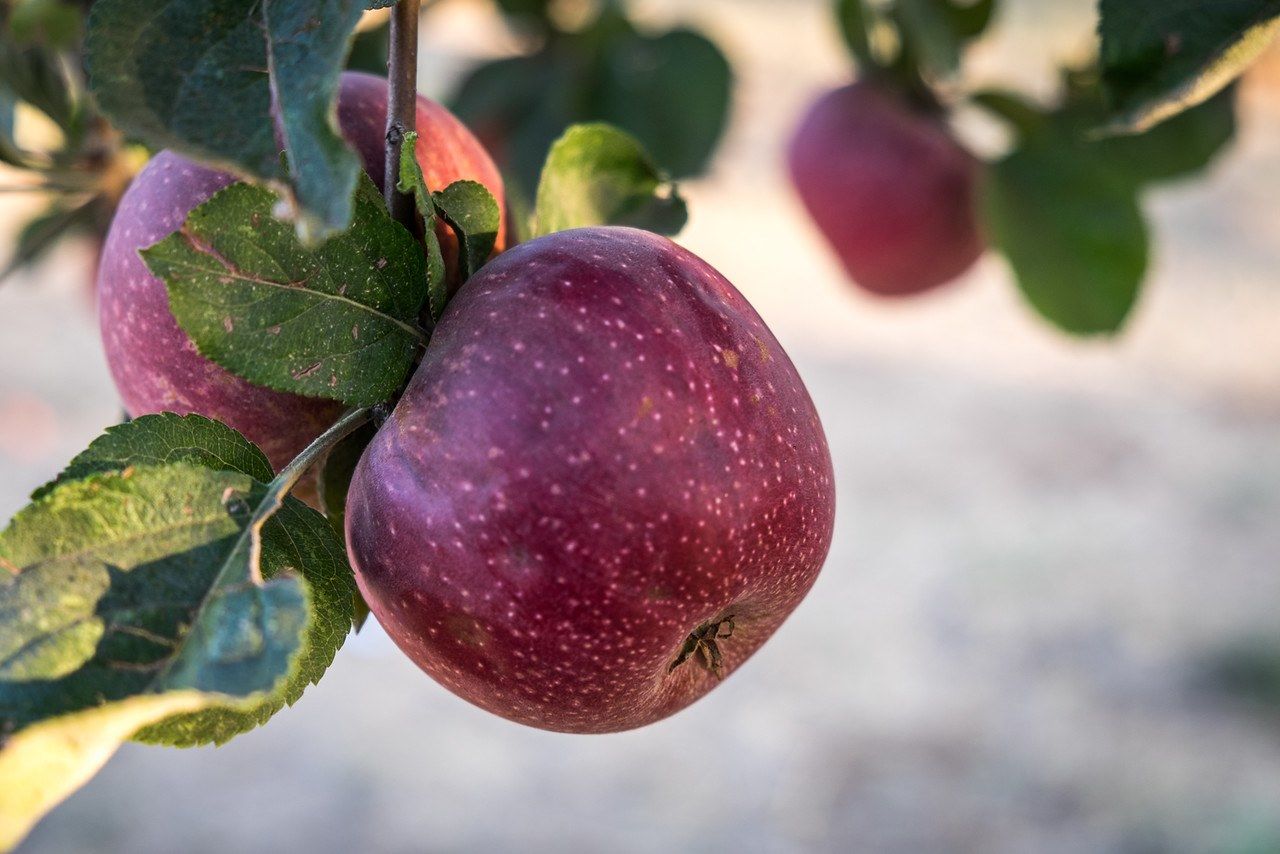 Where to Go Apple Picking in Southern California