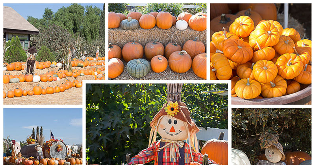 Big Horse Corn Maze and Harvest Festival in Temecula at BIG HORSE