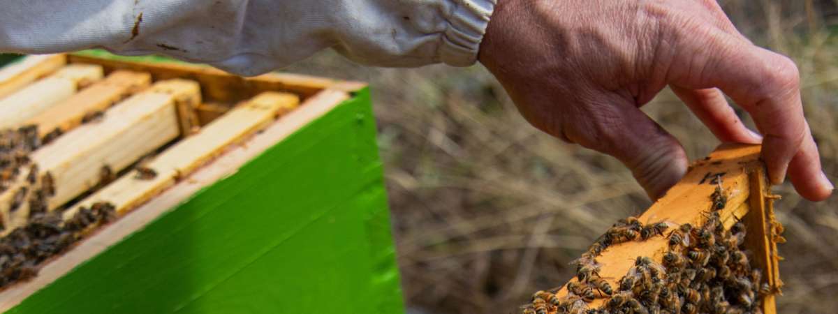 Guided Apiary Tour