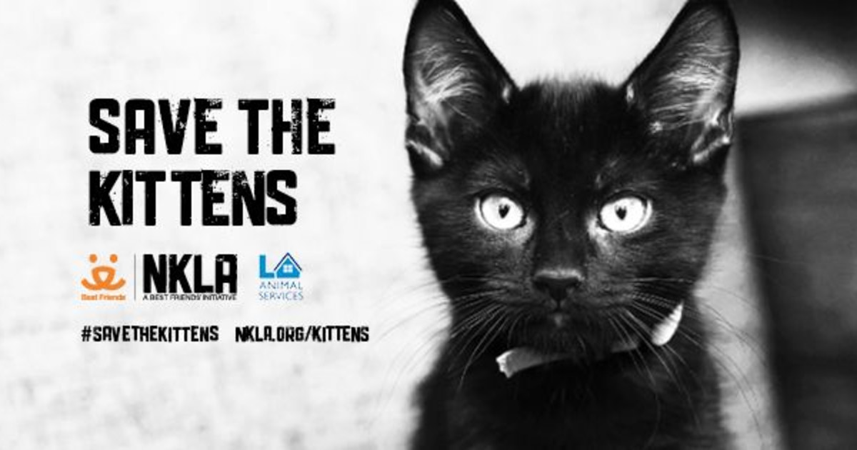nkla kittens