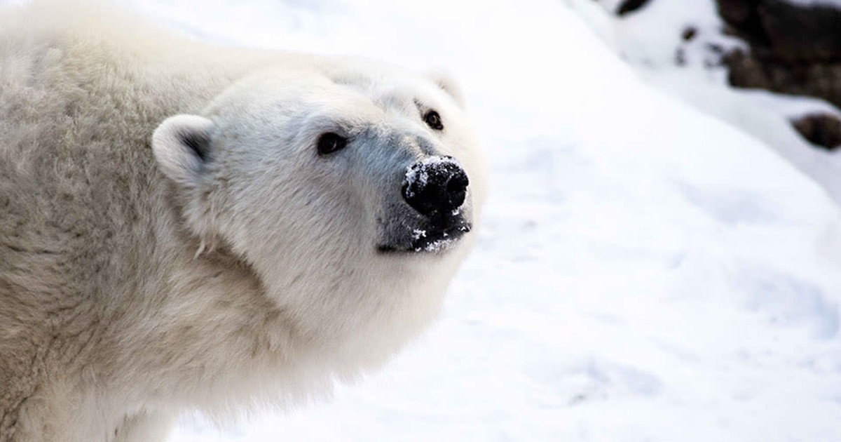 Polar Bear Week (2019) in Louisville at Louisville Zoo